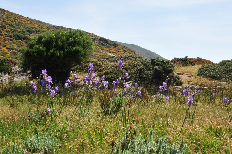 Iris germanica